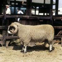 Picture of side view of lonk sheep