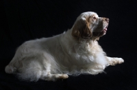 Picture of side view of lying clumber spaniel