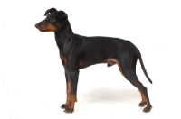 Picture of side view of Manchester Terrier on white background