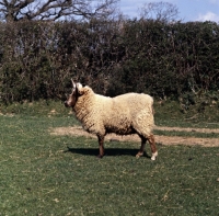 Picture of side view of manx loaghtan sheep