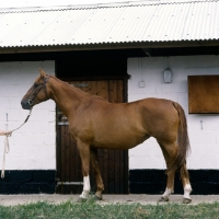 Picture of side view of mare standing