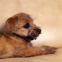 Picture of side view of norfolk terrier puppy