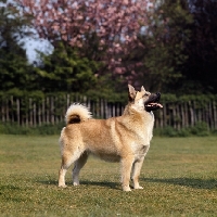 Picture of side view of norwegian buhund