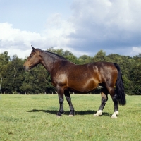 Picture of side view of old type Groningen mare