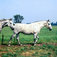 Picture of Side view of old type Groningen mare walking
