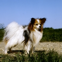 Picture of side view of papillon, dremas cannylad at sunshoo