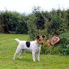 Picture of side view of parson russell terrier