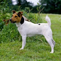 Picture of side view of parson russell terrier against greenery