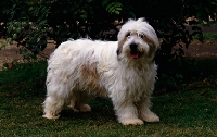Picture of side view of polish lowland sheepdog