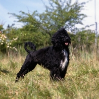 Picture of side view of portuguese water dog standing in long grass