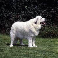 Picture of side view of pyrenean mountain dog