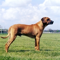 Picture of side view of rhodesian ridgeback