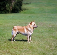 Picture of side view of schipperke on grass