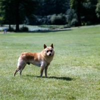 Picture of side view of schipperke standing on grass