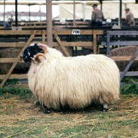 Picture of side view of scottish black face sheep