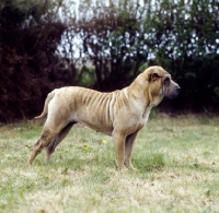 Picture of side view of shar pei