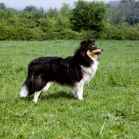 Picture of side view of shetland sheepdog