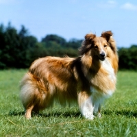 Picture of side view of shetland sheepdog