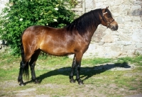 Picture of side view of shilstone rocks another bunch, dartmoor mare