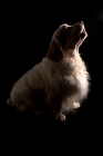 Picture of side view of sitting clumber spaniel 