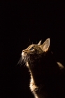 Picture of Side view of sitting tabby cat