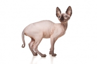 Picture of side view of Sphynx cat