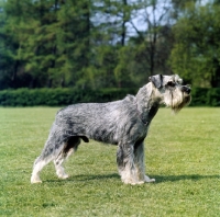 Picture of side view of standard schnauzer