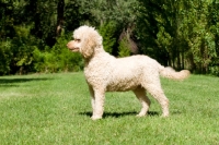 Picture of side view of undocked poodle on grass