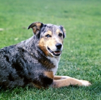 Picture of side view of welsh collie laying on grass