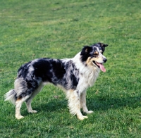 Picture of side view of welsh collie standing on grass with tongue out