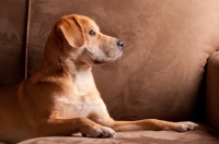 Picture of Side view of yellow labrador mix lying down on tan sofa