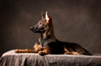 Picture of side view of young german shepherd dog