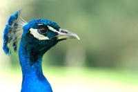 Picture of side view portrait of an indian peacock