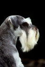 Picture of side view portrait of champion miniature schnauzer