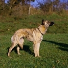 Picture of sideview of lurcher, x greyhound