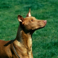 Picture of sideview of pharaoh hound