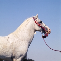 Picture of siglavy bagdady VI, Shagya Arab stallion head study with blue sky backdrop