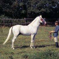 Picture of Siglavy Bagdady VI, Shagya Arab stallion side view