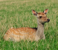 Picture of Sika Deer, Cervus nippon, also known as Spotted Deer or Japanese Deer