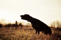 Picture of Silhouette of a German Shorthaired Pointer barking