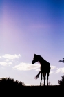 Picture of Silhouette of Arabian standing on hilltop