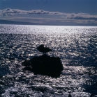 Picture of silhouette of brown pelican on rock, james bay, galapagos islands