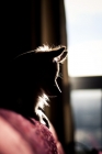 Picture of Silhouette of Chihuahua lying on couch