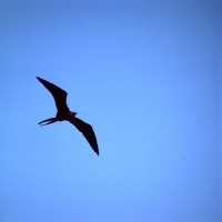 Picture of silhouette of great frigate bird flying at punta espinosa, fernandina island, galapagos islands