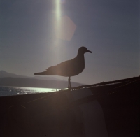 Picture of silhouette of lava gull, punta espinosa, galapagos islands