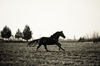 Picture of silhouette of Thoroughbred galloping through field
