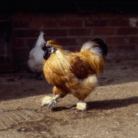 Picture of silke chicken strutting