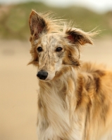 Picture of Silken Windhound head study