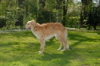 Picture of Silken Windhound in garden (bred by crossing Borzoi with a long haired Whippet)