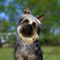 Picture of silky terrier, p-nuts in the chips, portrait
